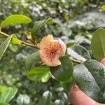 Magnolia figo Flor