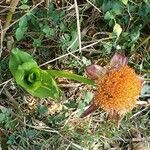 Scadoxus puniceus Blomst