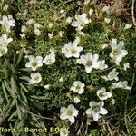 Arenaria tetraquetra Tervik taim