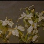 Dithyrea californica Blüte