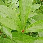 Paeonia lactiflora Blatt