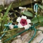 Paederia foetida Virág