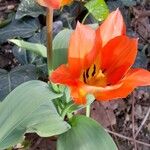 Tulipa praestans Flor
