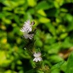 Pseudelephantopus spicatus Blüte