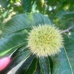 Castanea mollissima Fruit