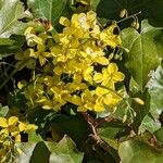 Epimedium pinnatum फूल