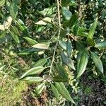 Quercus ilex Folha