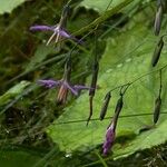 Prenanthes purpurea फूल