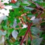 Abelia x grandiflora Hoja