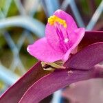 Tradescantia pallida Květ