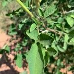 Crotalaria pallida ഇല