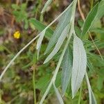 Chardinia orientalis Hoja