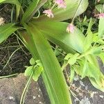 Allium schubertii Leaf