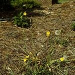 Krigia dandelion Habitus