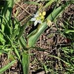 Nothoscordum bivalve পাতা