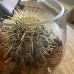 Echinocactus grusonii Агульны выгляд