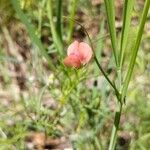 Lathyrus sphaericus Цвят