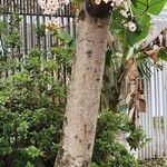 Vernicia fordii Bark