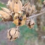 Hibiscus syriacus Fruto