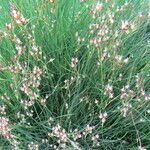 Juncus gerardi অভ্যাস