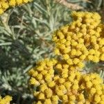 Helichrysum italicumBlomst