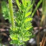 Daucus muricatus Leaf