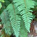 Polystichum setiferumBlad