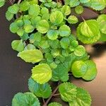 Plectranthus verticillatus List