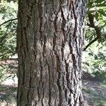 Carya aquatica Kora
