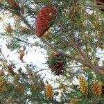 Pinus halepensis Fruit