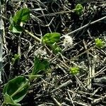 Boerhavia repens Habit