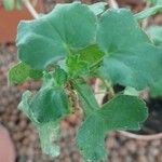 Pelargonium acetosum Leaf