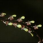 Bulbophyllum falcatum Цветок