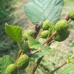 Alnus incana फल