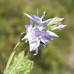 Veronica teucrium Квітка