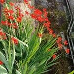 Crocosmia aurea Λουλούδι