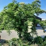Sambucus nigra Habit