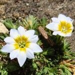 Gentiana sedifolia Flower