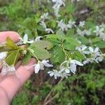 Amelanchier laevis Leaf