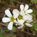 Saxifraga bulbifera Leaf