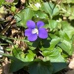 Viola × melissifolia Flower