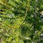 Larix occidentalis List