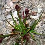 Poa alpina 花