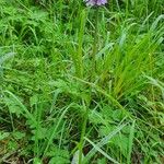 Dactylorhiza maculataKwiat