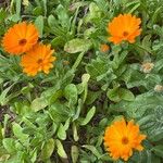 Calendula stellata Blomst