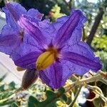 Solanum pyracanthos പുഷ്പം