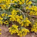 Physaria chambersii Flor