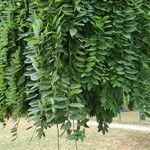 Sophora japonicaBlatt