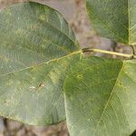 Erythrina globocalyx List