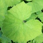 Petasites albus Leaf